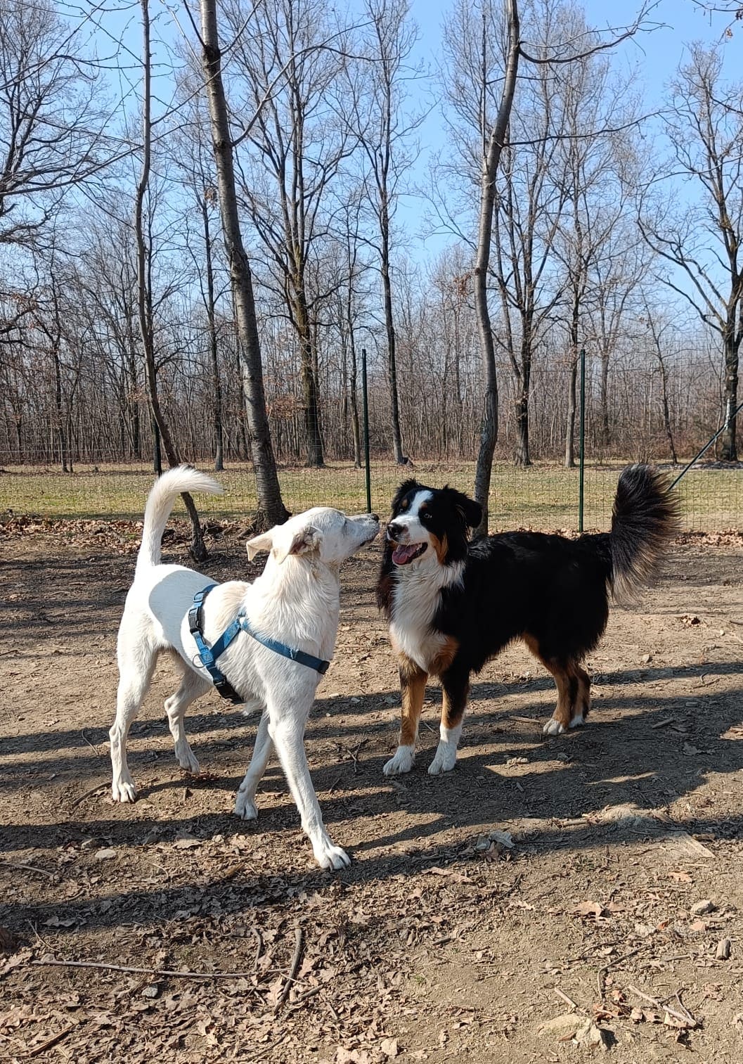 two dogs sniffing eachother in field