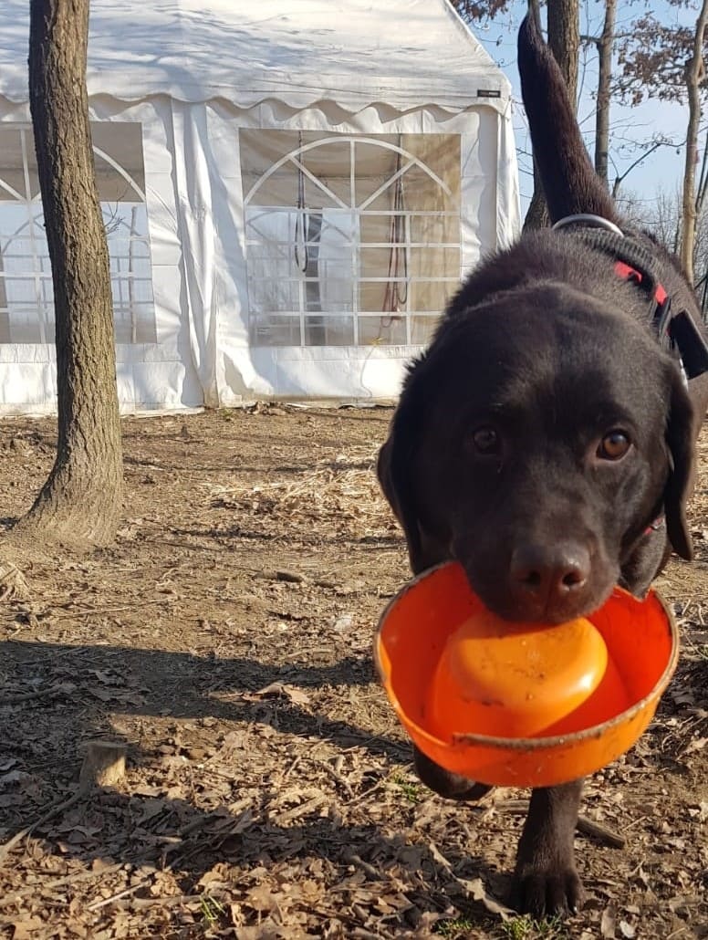 dog holding bowl in mouth