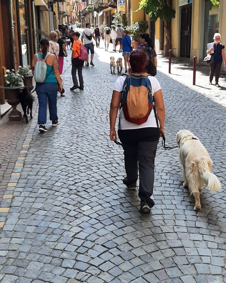 dog being walked on leash in city