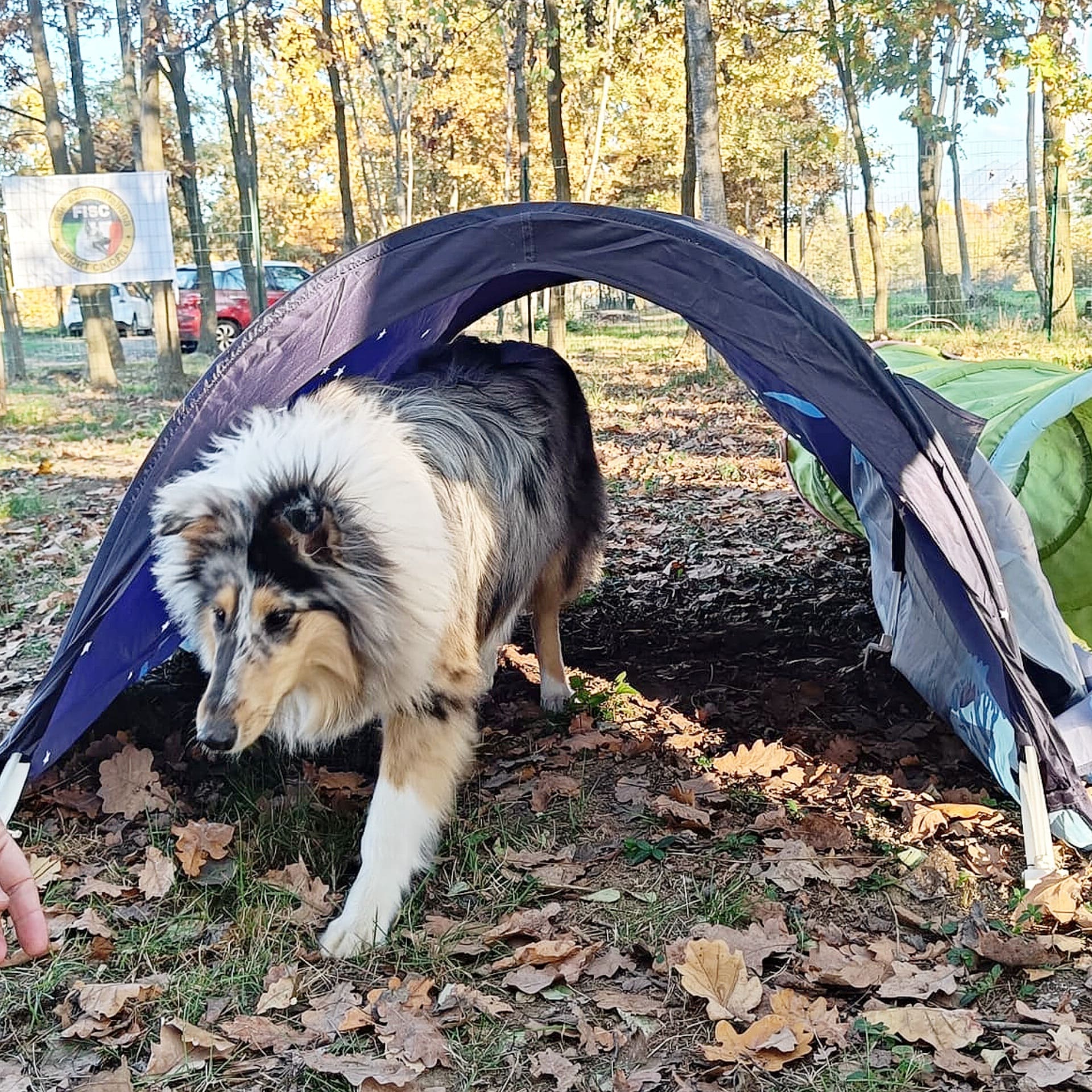 green island di asilo per cani