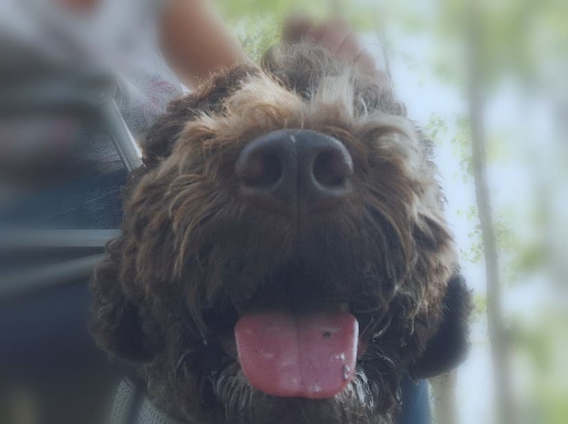 dog performing olfactory research