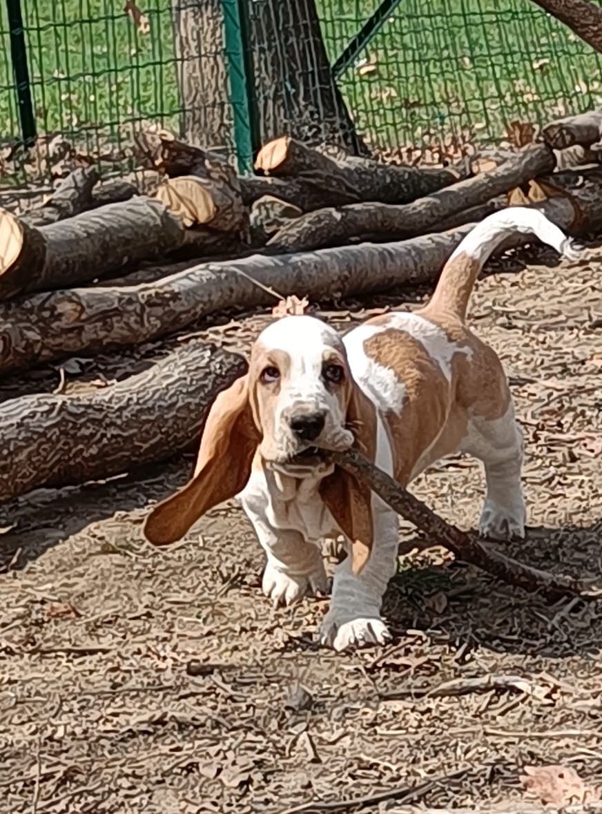 puppy with stick in mouth