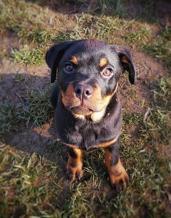 dog sitting on grass field